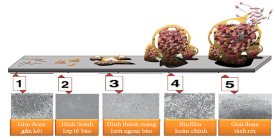 Giai đoạn trong biofilm